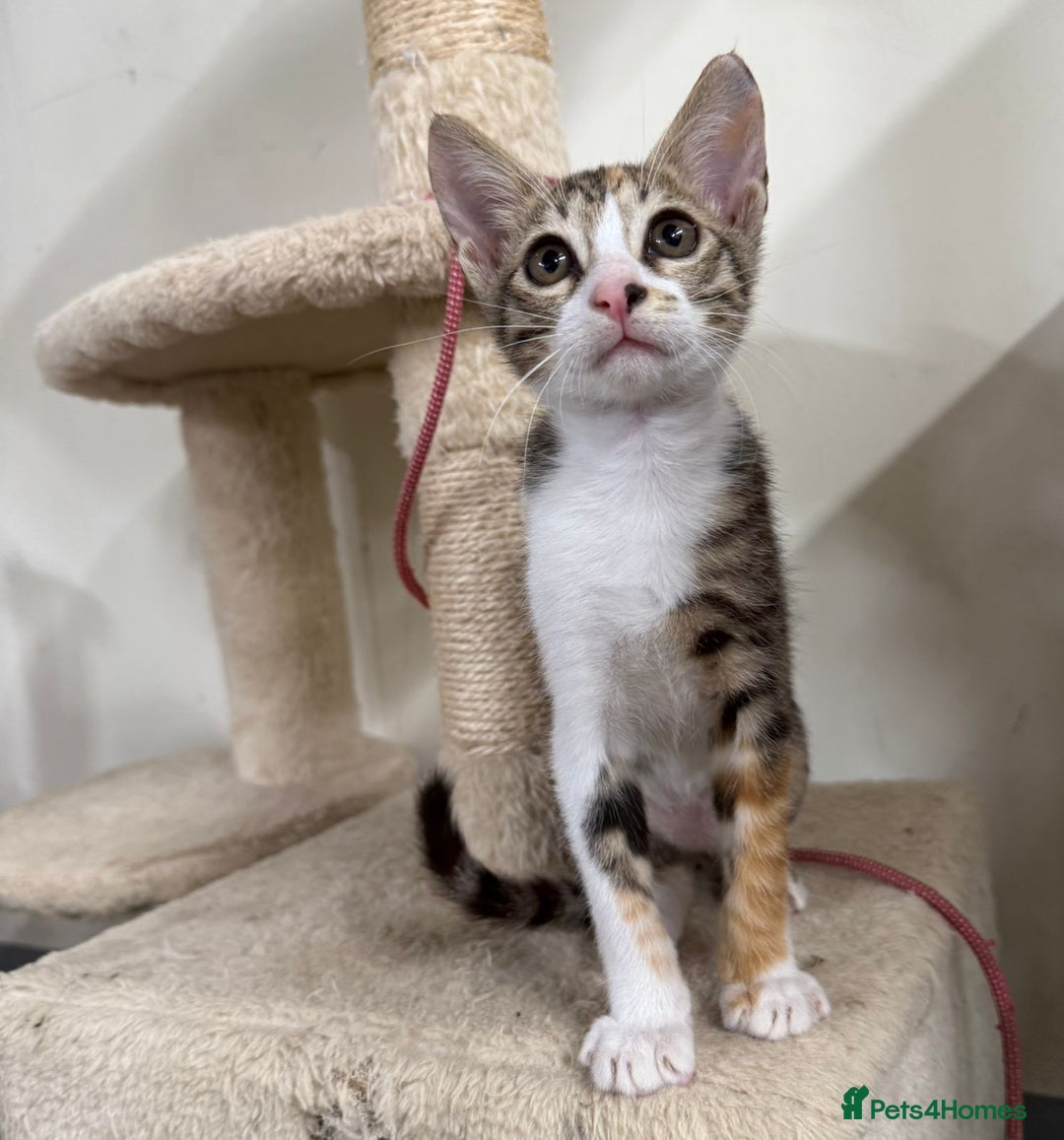 Mixed Breed cats for adoption: SALLY - FUN KITTEN HAPPY WITH OTHER CAT-SPAYED - Advert 2