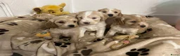 Cockapoo dogs for sale: 🏆🥇Tiny toy cockapoo 🏆🥇 - Advert 4