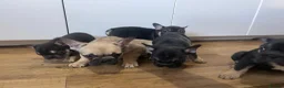 French Bulldog dogs for sale: STUNNING LITTER AVAILABLE NOW!  - Advert 5
