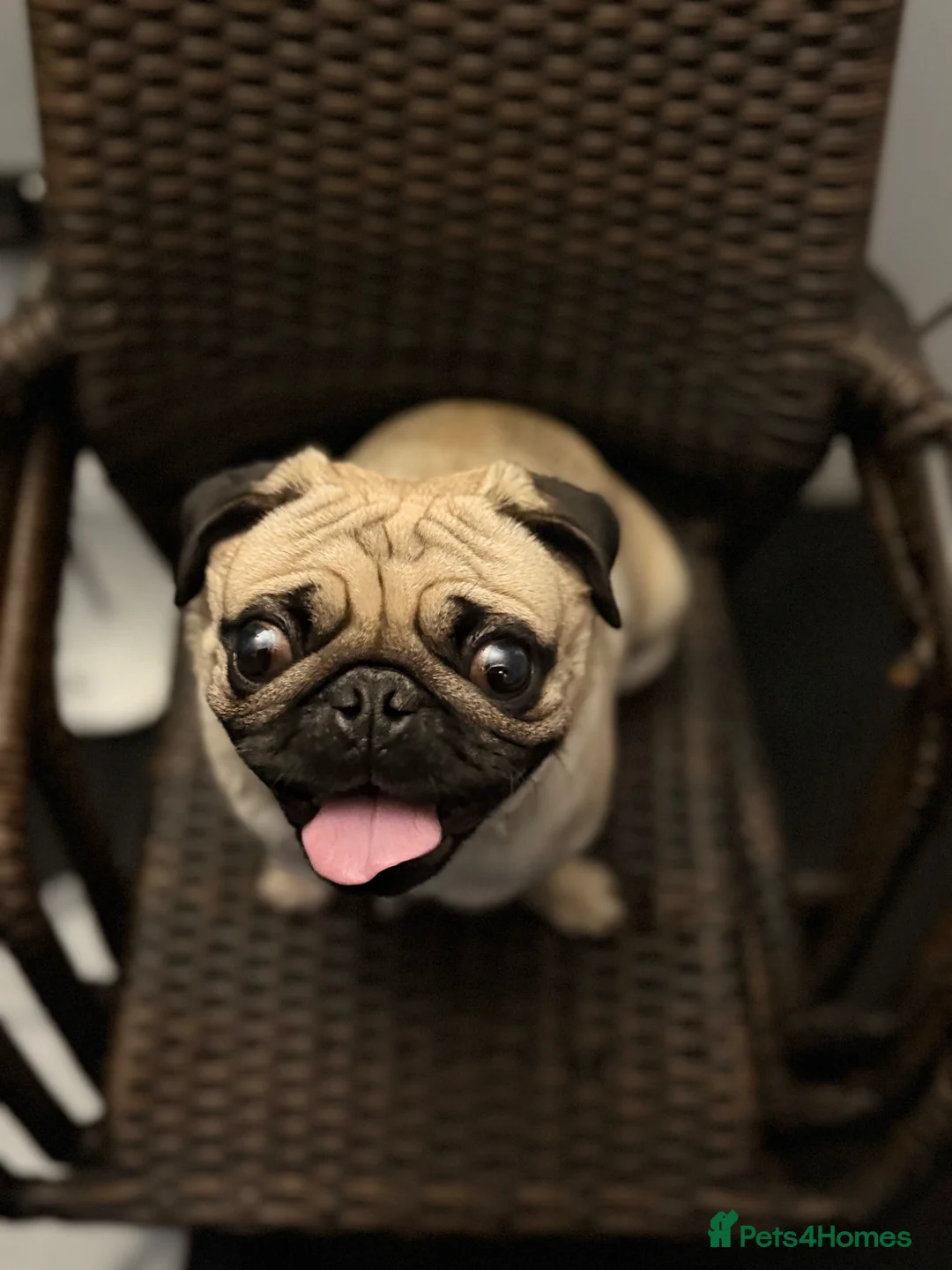 Pug dogs for sale: Reggie the Pug  - Advert 8