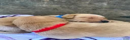 Labrador Retriever dogs for sale: KC Registered Labrador Puppies in Ripon - Advert 6