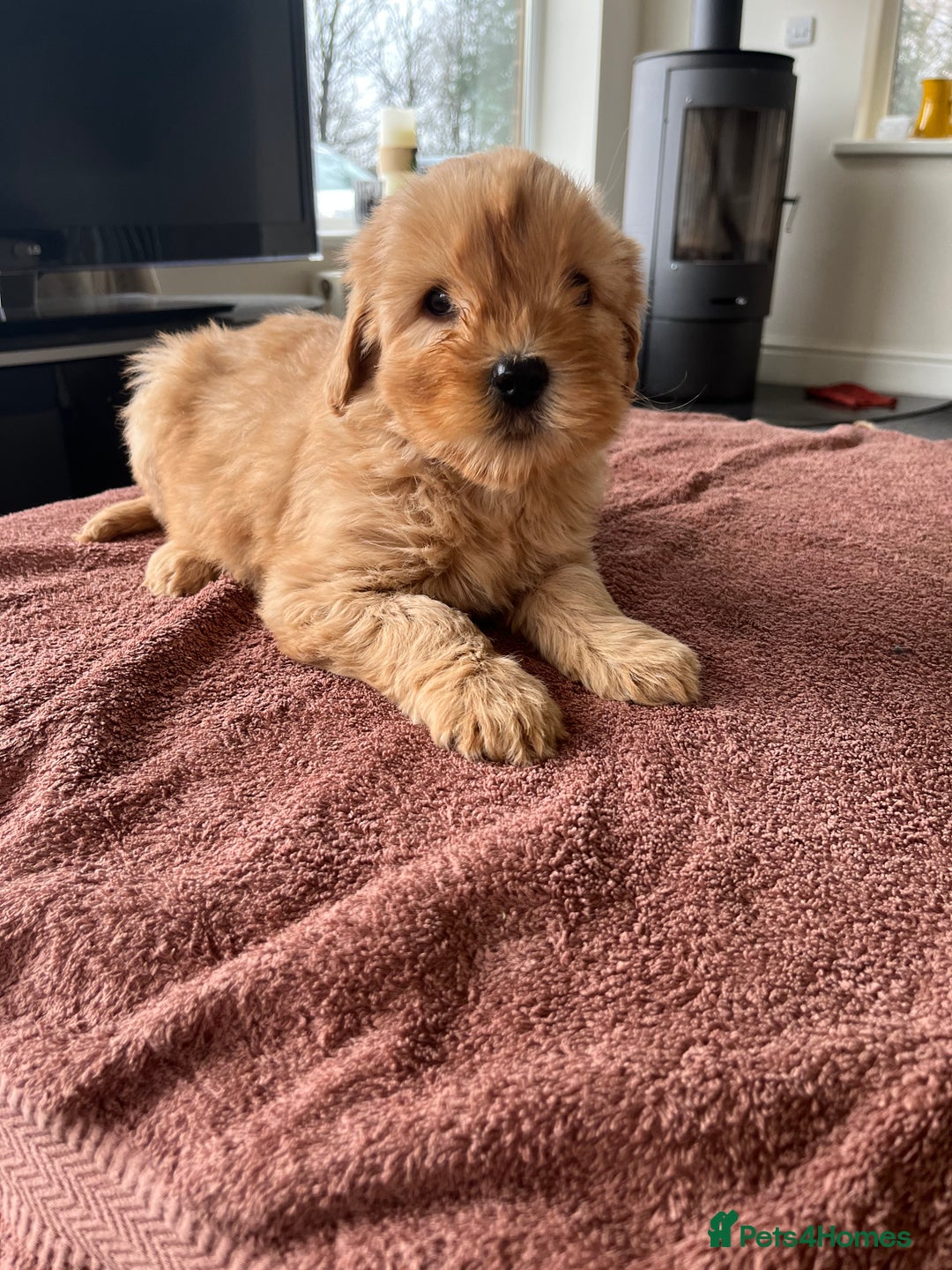 Labradoodle dogs for sale: Beautiful healthy Labradoodle Puppied - Advert 14