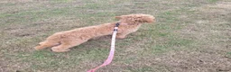 Goldendoodle dogs for sale: Goldendoodle female seeks fab new home - Advert 5
