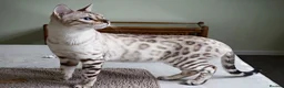 Bengal cats for sale: Superb Quality Bengal Kittens - Advert 19