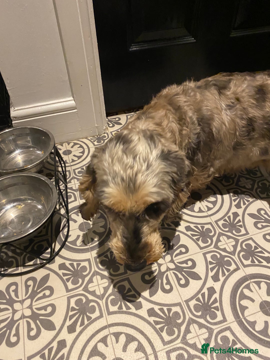 Dachshund dogs for sale: Wired haired - Advert 4