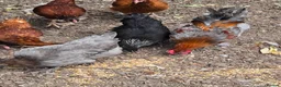 Chickens poultry for sale: Various Breeds of Pullets at Point of Lay - Advert 1