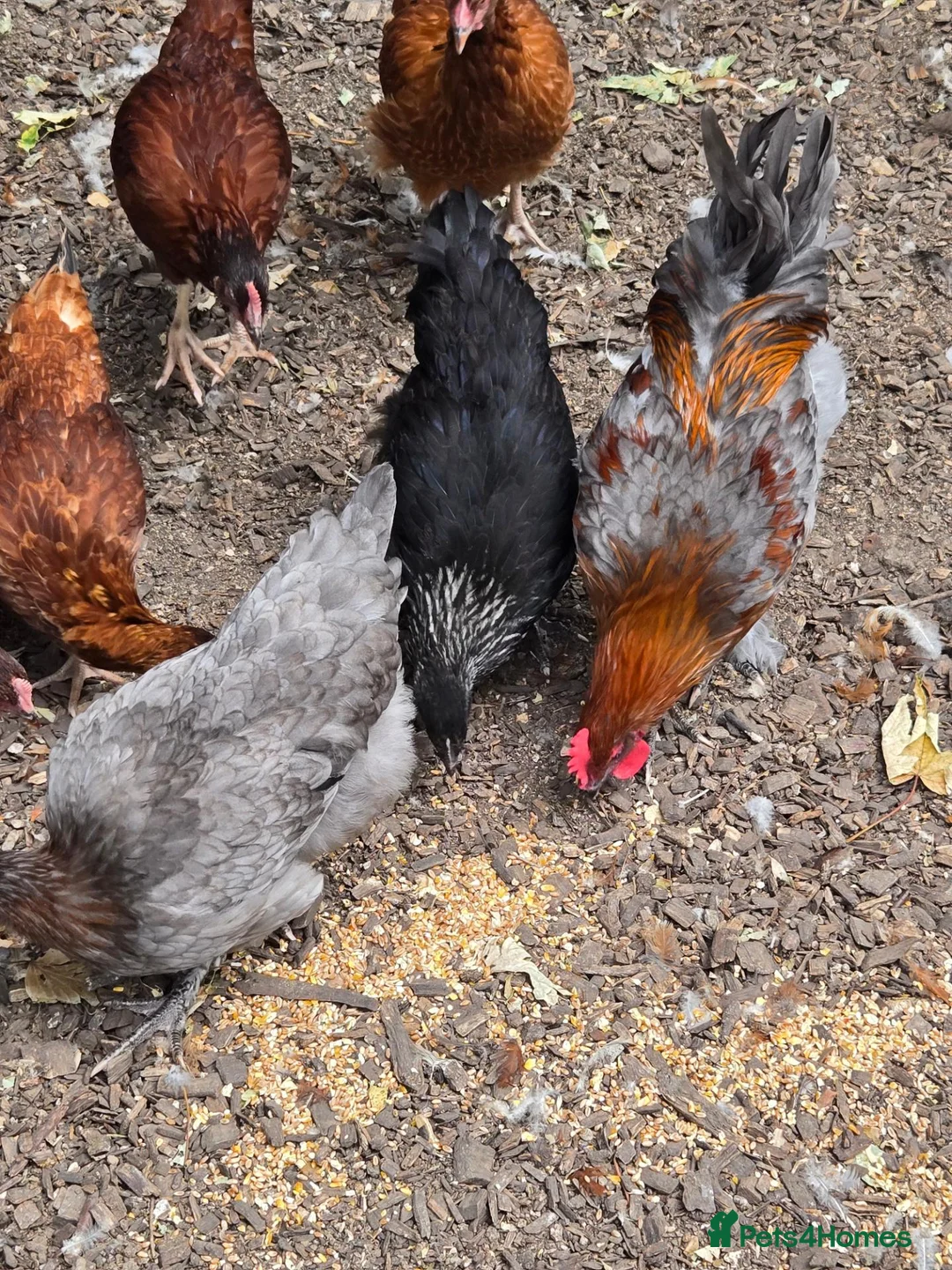 Chickens poultry for sale: Various Breeds of Pullets at Point of Lay - Advert 1