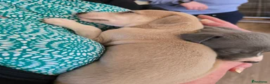 Female fawn puppy- Jessie RESERVED