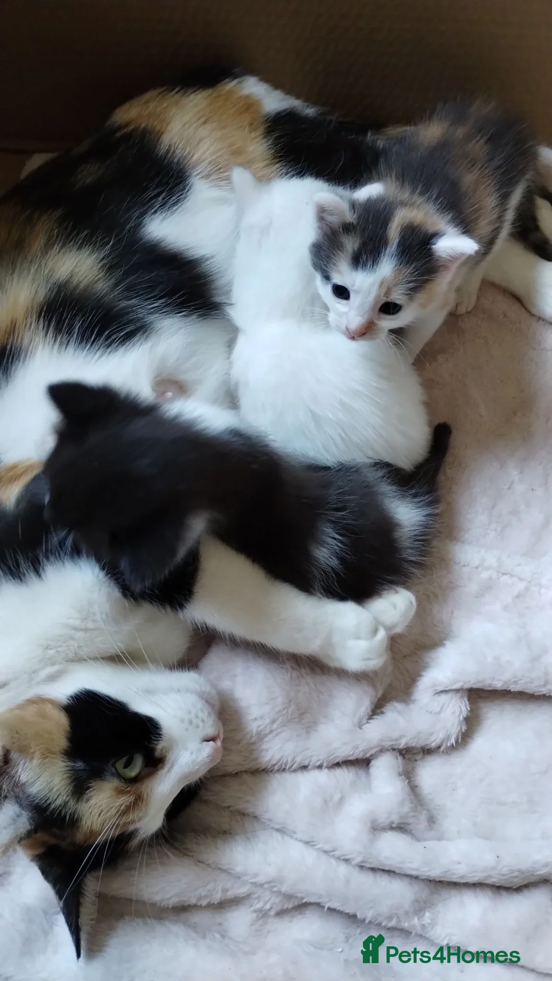 Mixed Breed cats for sale: Beautiful fluffy kittens - Advert 1