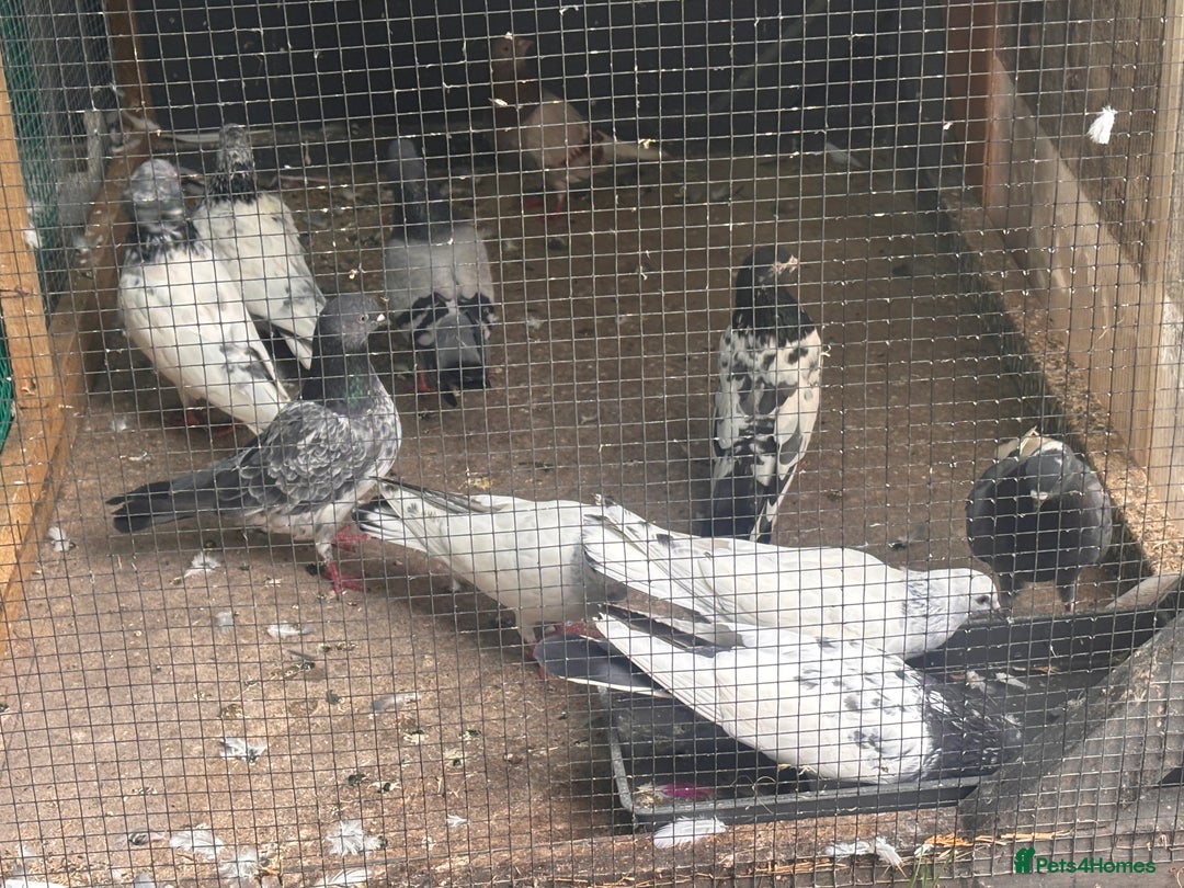 Pigeons birds for sale:  Pakistani and Iranian pigeon for sale  - Image 2