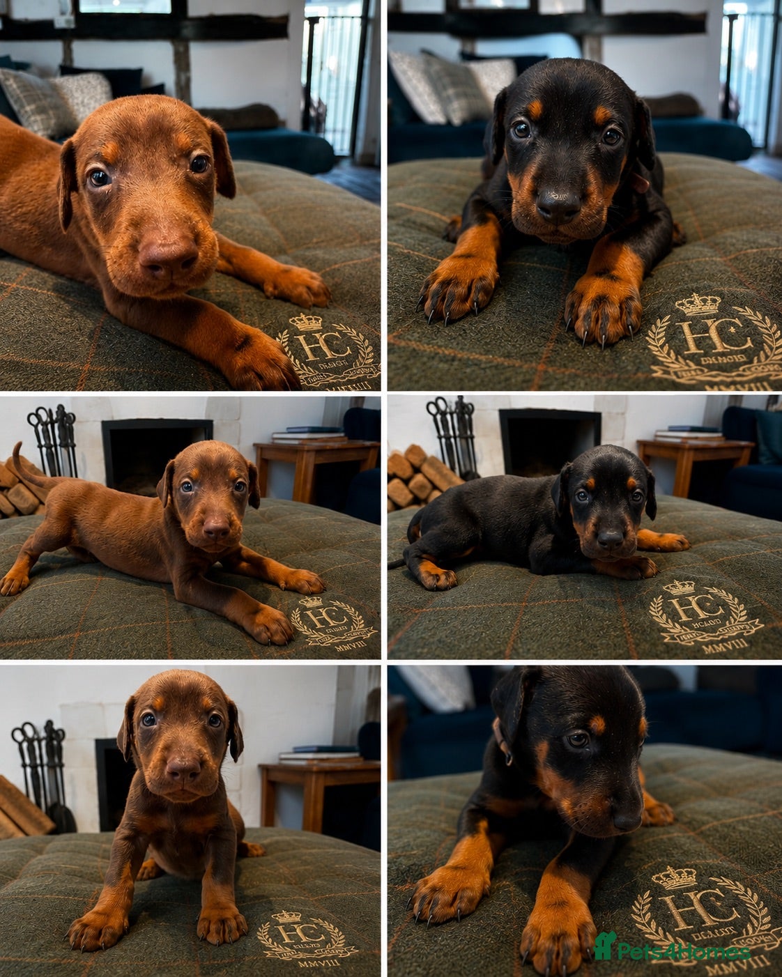 Dobermann dogs Dobermann Pups - Advert 3