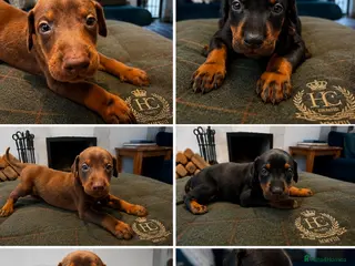 Dobermann dogs Dobermann Pups - Advert 7