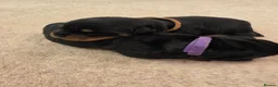 Rottweiler dogs for sale: Stunning KC Registered German Rottweilers - Advert 2
