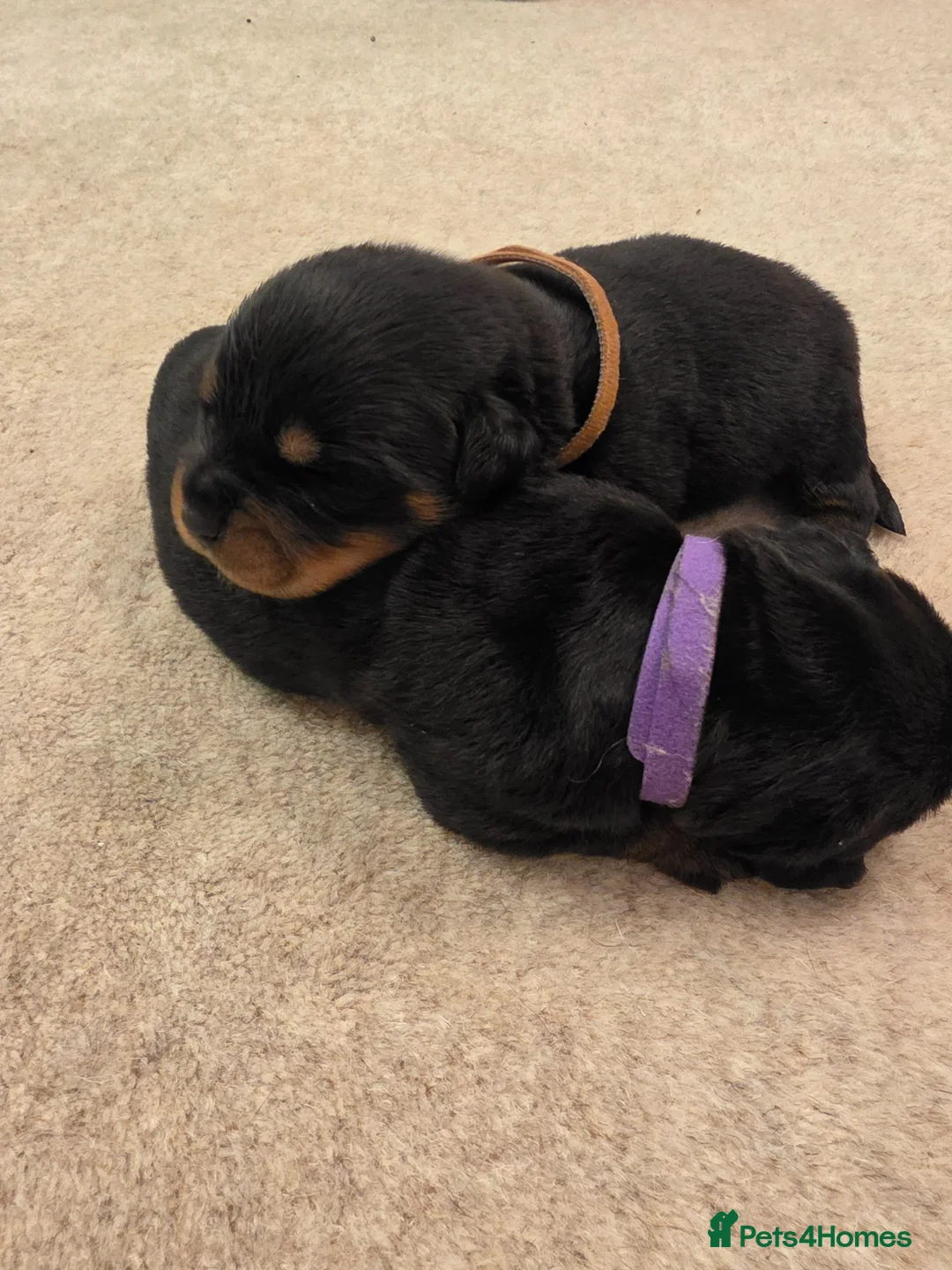 Rottweiler dogs for sale: Stunning KC Registered German Rottweilers - Advert 2