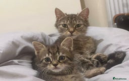 Mixed Breed cats for sale: Kitten available  - Image 5