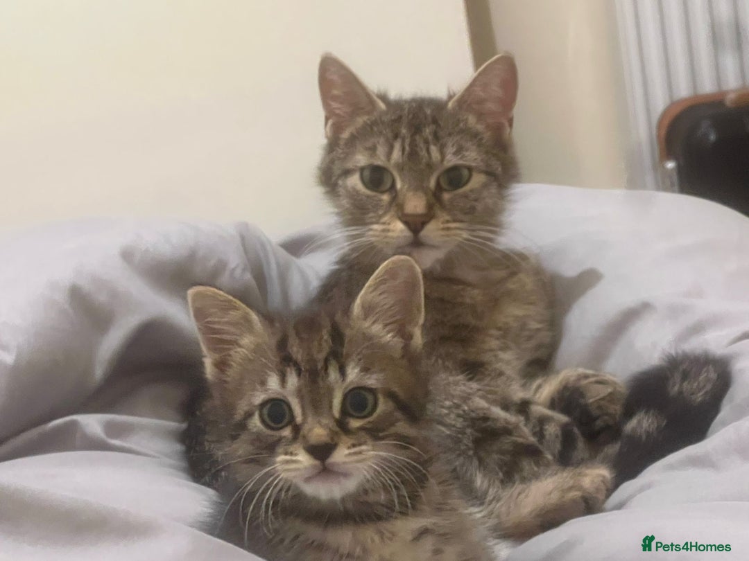 Mixed Breed cats for sale: Kitten available  - Image 5