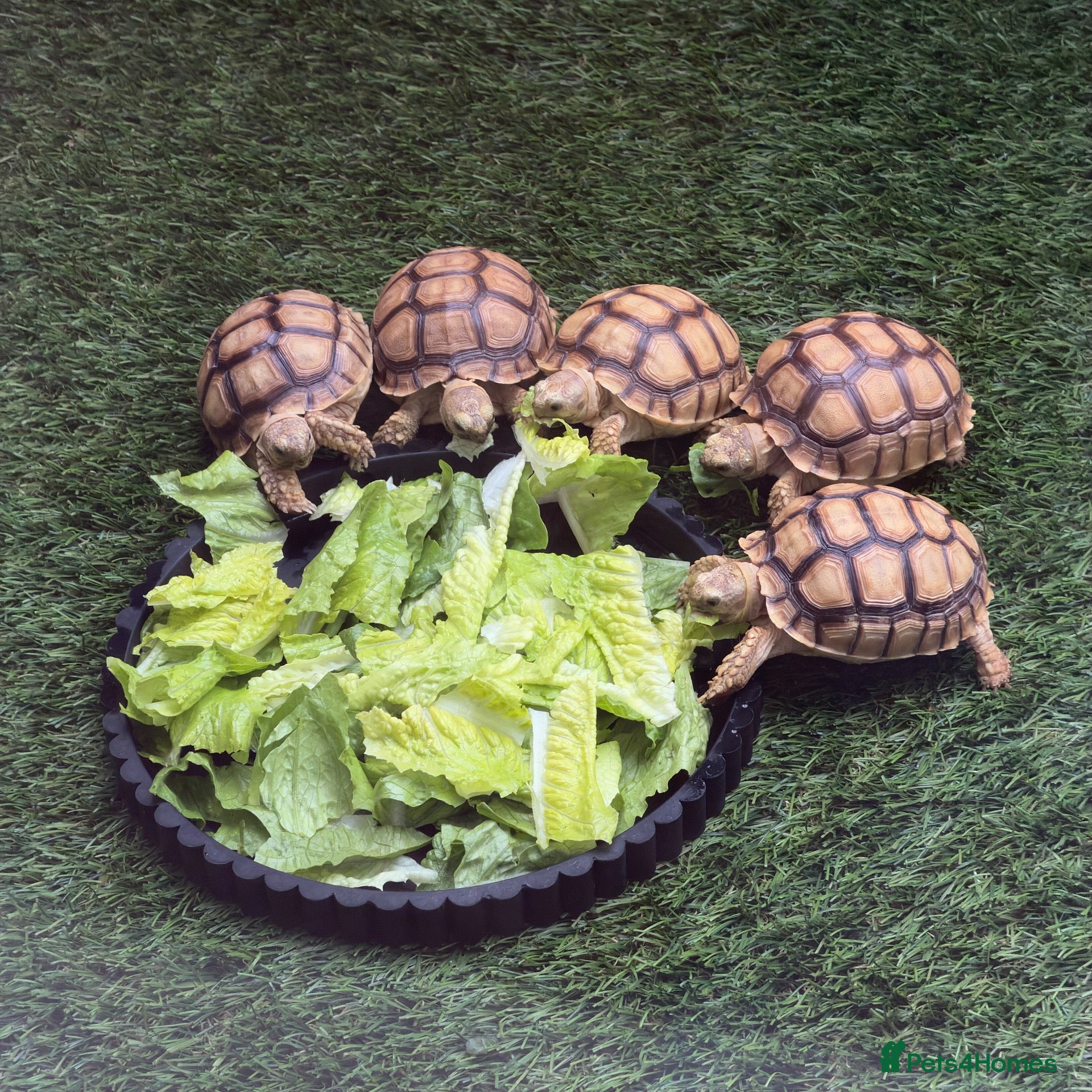 Tortoise reptiles for sale: 🐢 VARIOUS TORTOISES 🐢 - Advert 2
