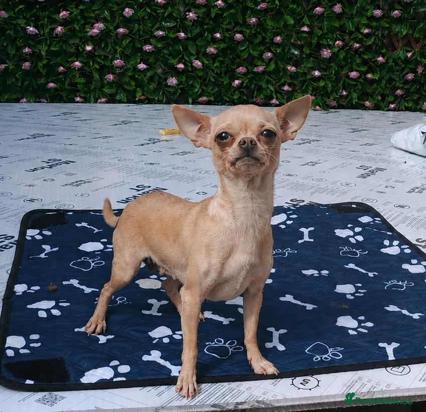 Chihuahua dogs VERY PETIT FEMALE - Advert 4
