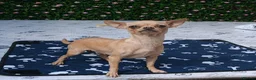 Chihuahua dogs for sale: VERY PETIT FEMALE - Advert 1
