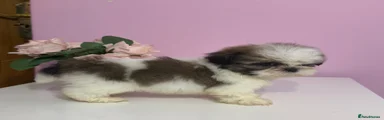Shih Tzu Puppy 4