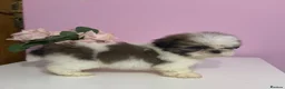 Shih Tzu dogs for sale: 4 males puppies  - Advert 4