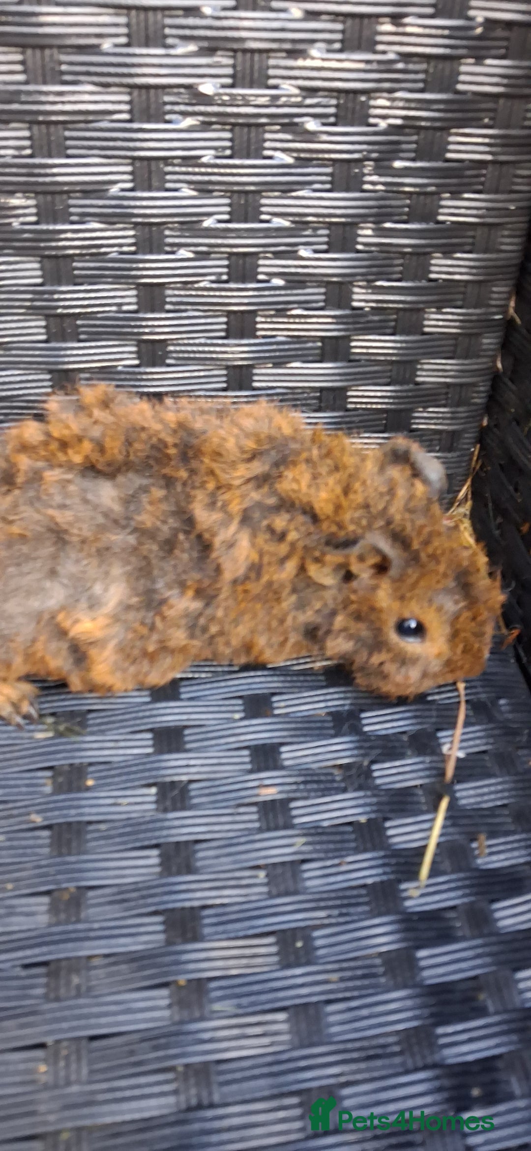 Guinea Pig rodents for sale: Baby boy guinea pigs ready to leave now  - Advert 18