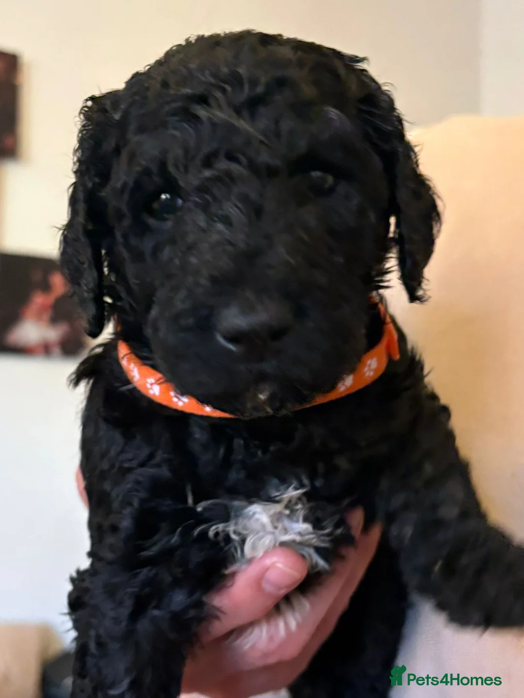 Standard Poodle dogs for sale: TWO BOYS SOLD STANDARD POODLES Parti poodle dad - Advert 2