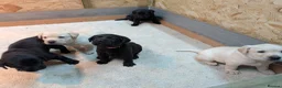 Labrador Retriever dogs for sale: 🐾 Labrador Pups 🐾 - Advert 13