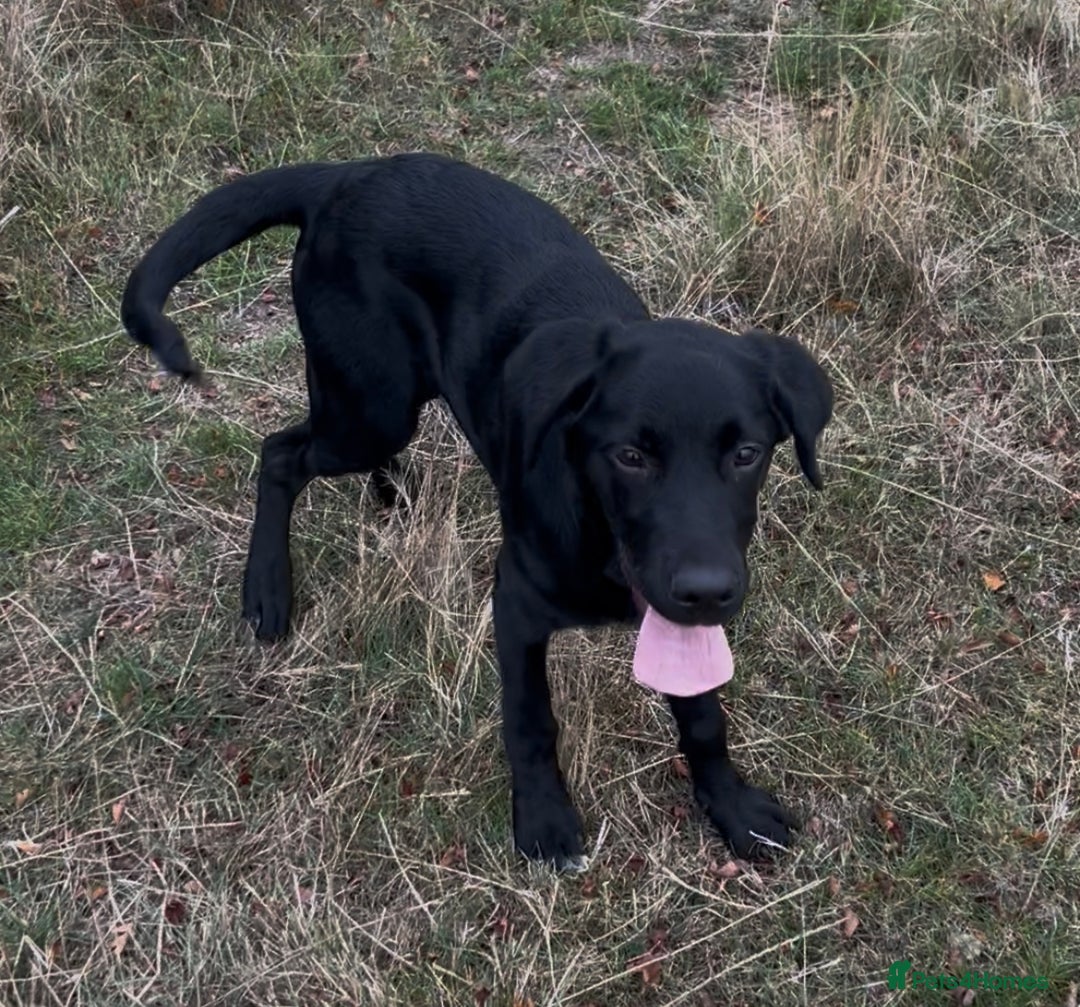 Labrador Retriever dogs for sale: 5 month old Labrador, Raven ❤️ - Image 3