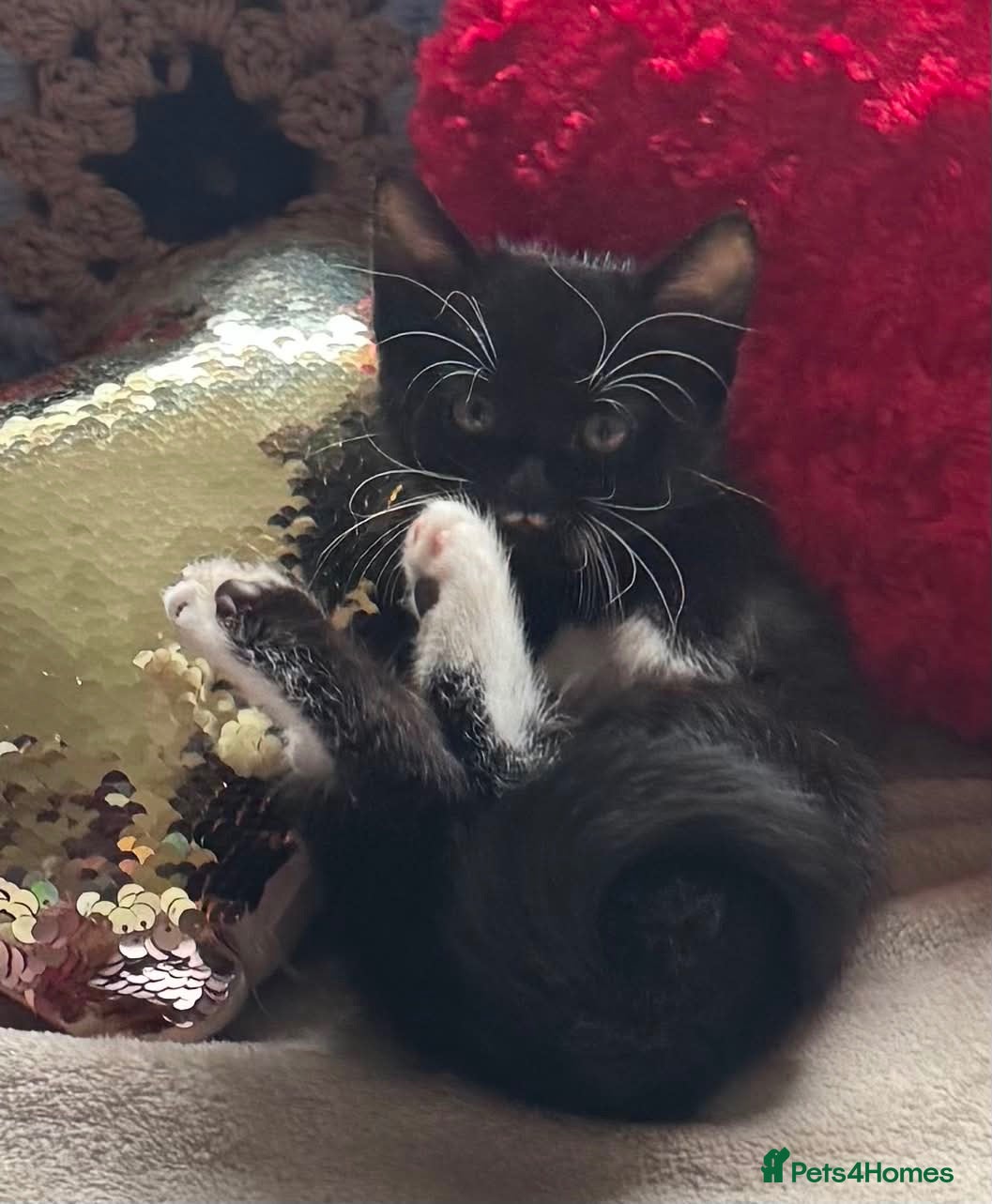 Mixed Breed cats Gorgeous black and white kitten  - Advert 3