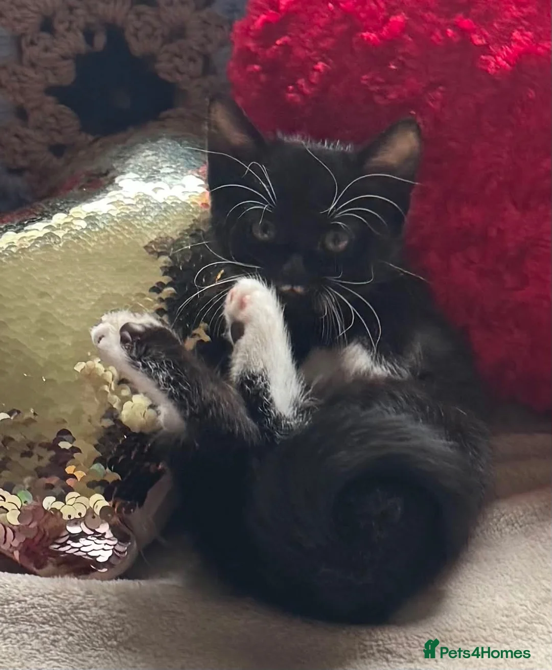 Mixed Breed cats for sale: Gorgeous black and white kitten  - Advert 1