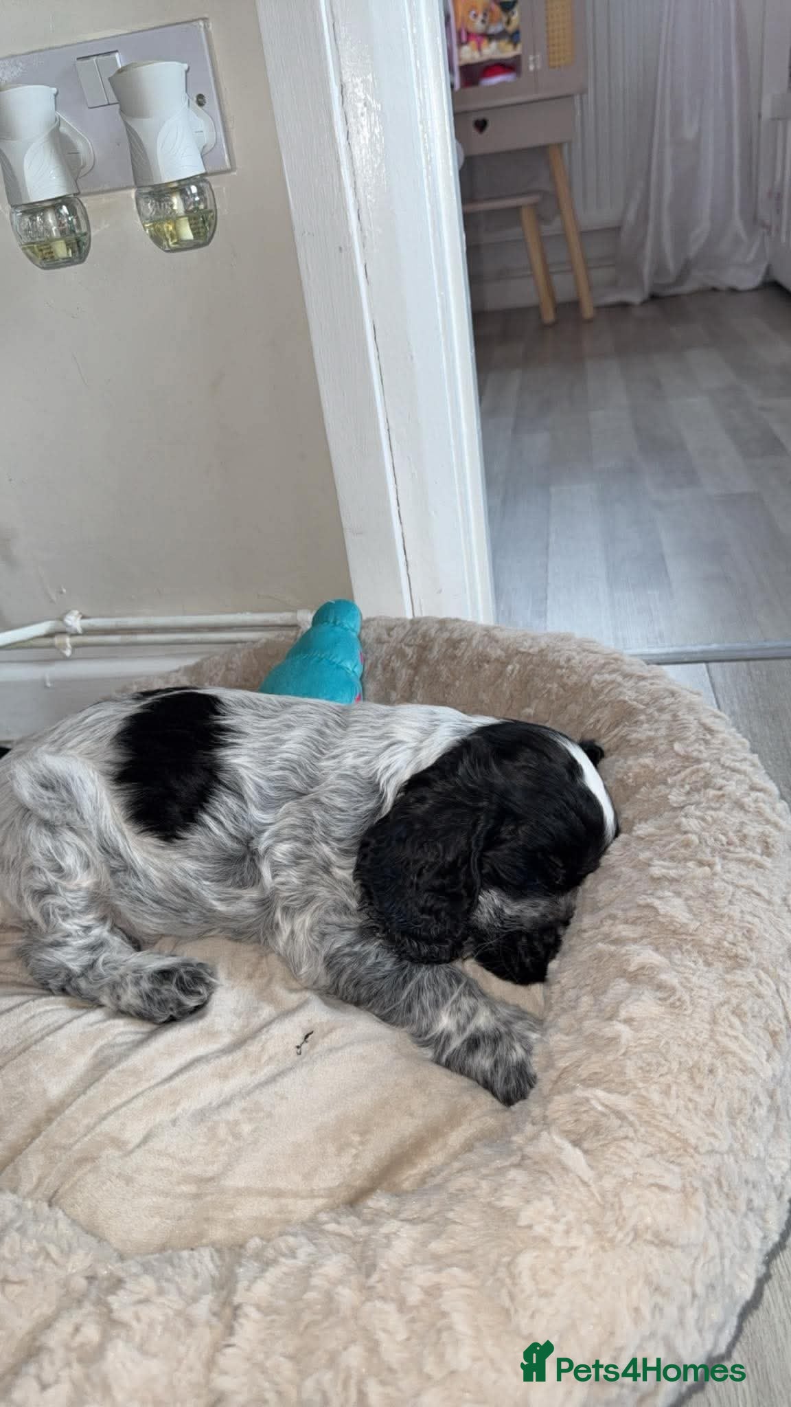 Cocker Spaniel dogs Litter of One male puppy - Advert 2