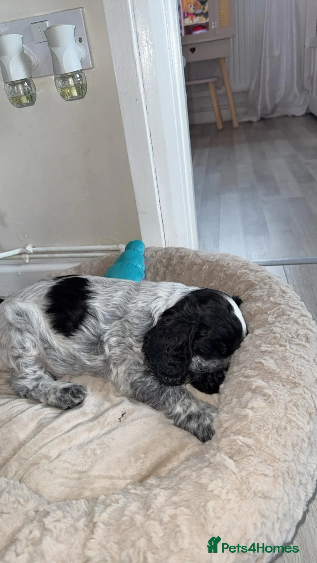 Cocker Spaniel dogs for sale: Litter of One male puppy - Advert 1