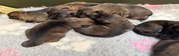 German Shepherd dogs for sale: Super Special Unique German Shepard Puppies  - Advert 20