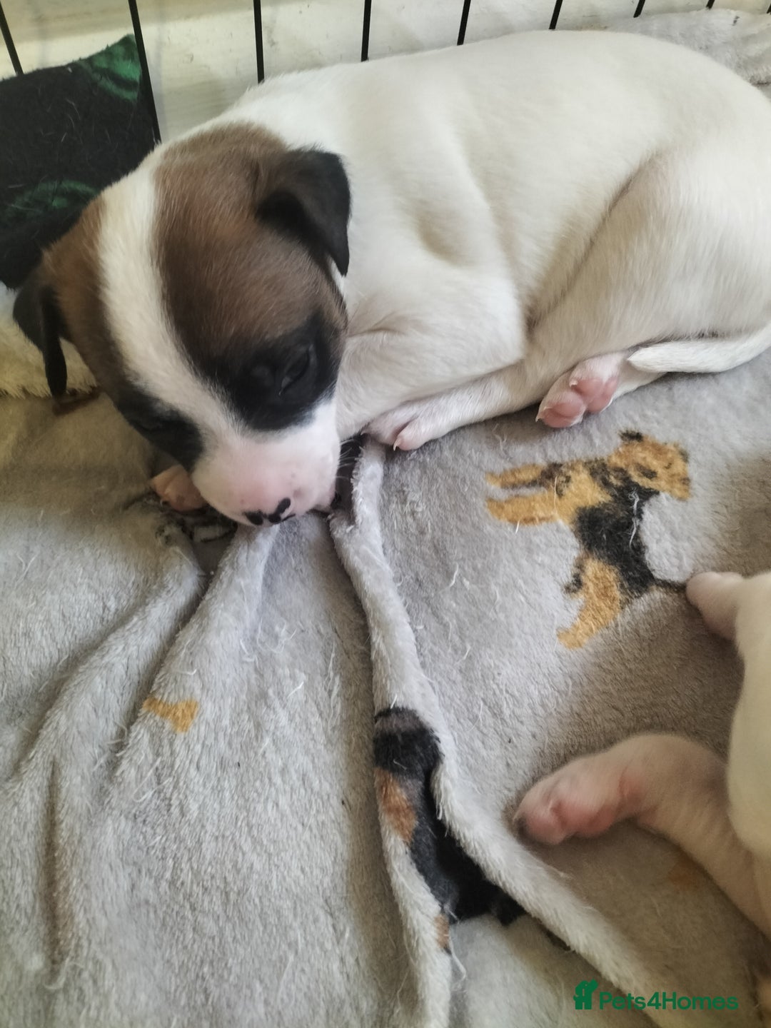 Mixed Breed dogs for sale: Cute litter of puppies  - Advert 28