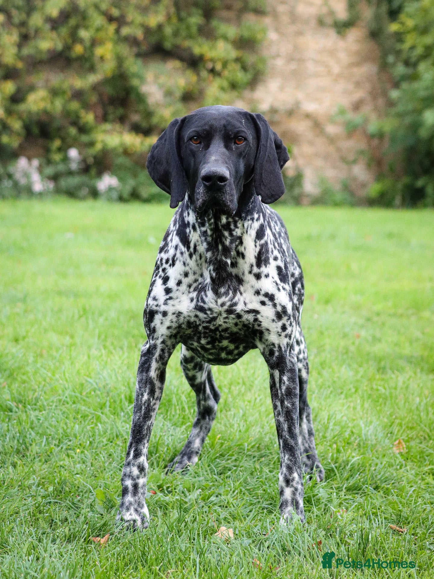 German Shorthaired Pointer dogs Working GSP Stud  - Advert 2