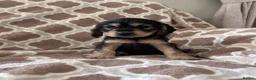 Cocker Spaniel dogs for sale: Kc reg health tested show cocker spaniels  - Advert 4