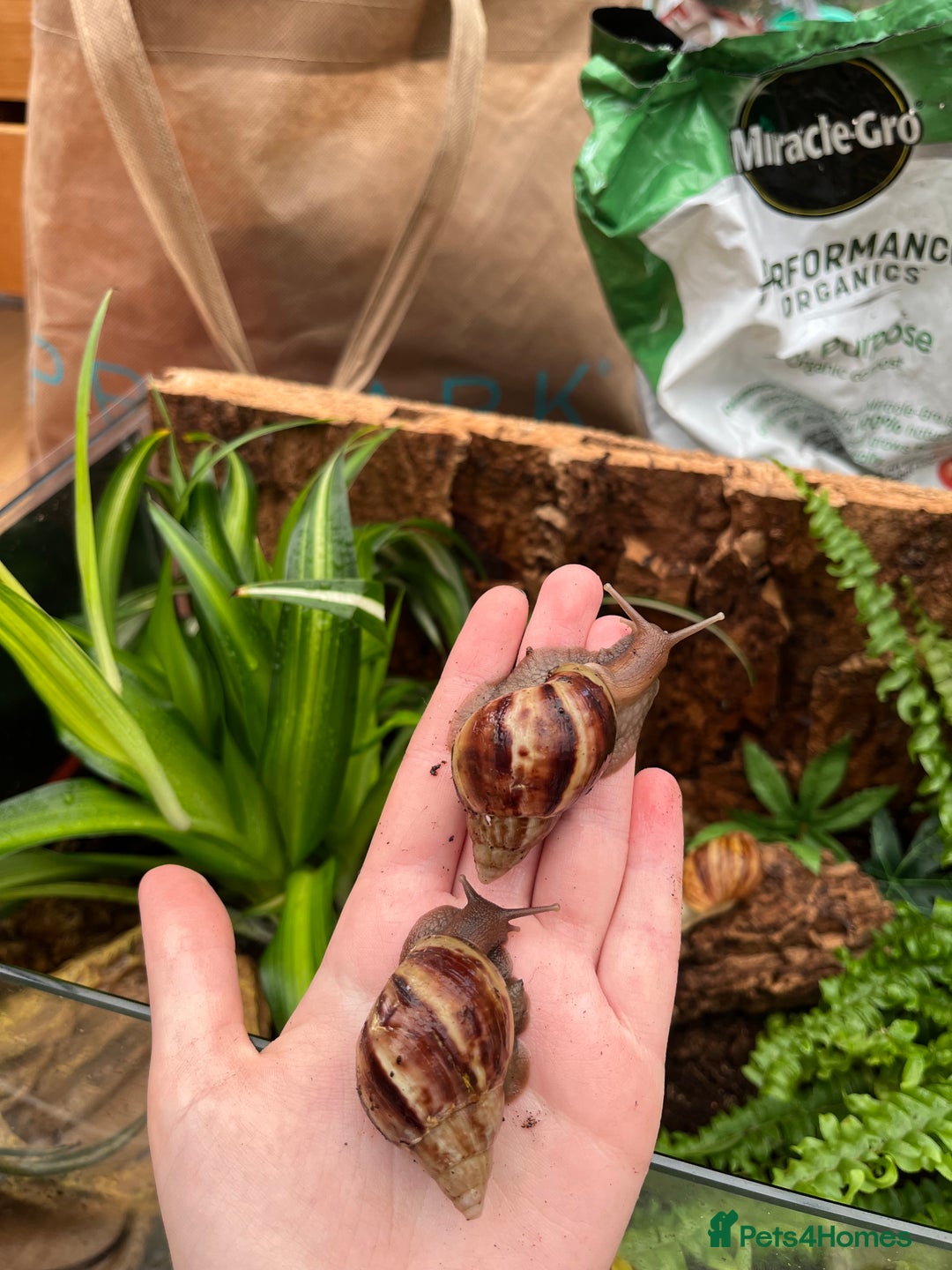 Snails invertebrates for sale: Baby/feeder and juvenile Giant African Land snails - Image 2