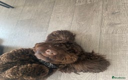 Cavapoo dogs for sale: The sweetest friendliest Cavapoo  - Image 3