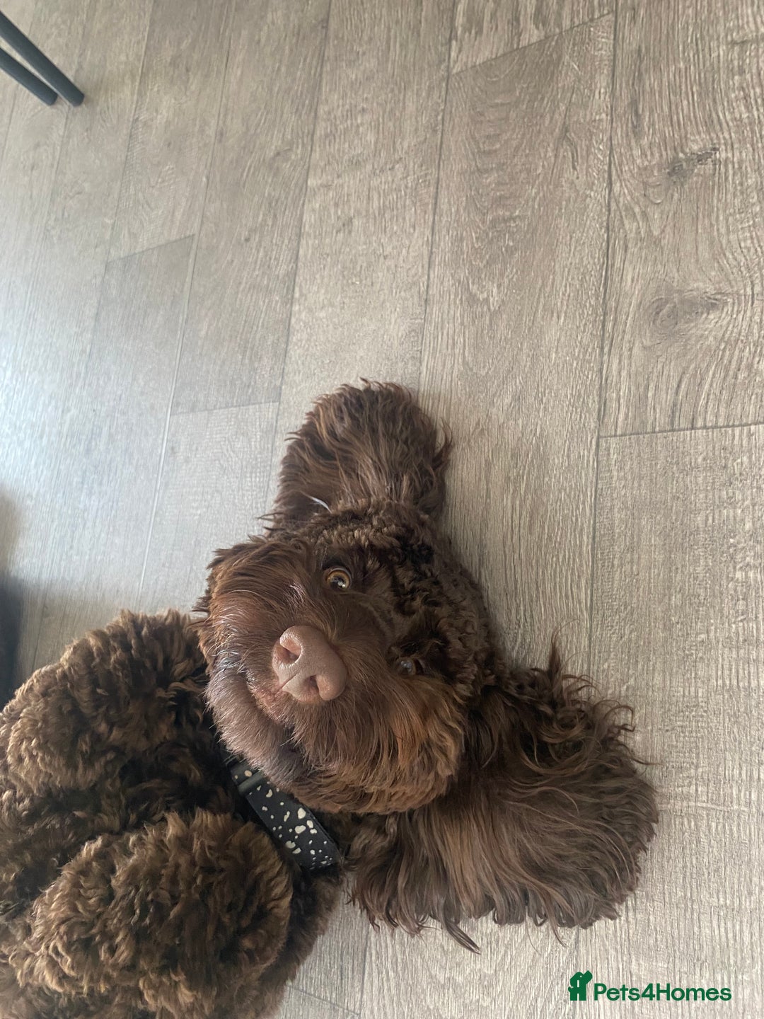 Cavapoo dogs for sale: The sweetest friendliest Cavapoo  - Image 3