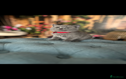 British Shorthair cats for sale: Beautiful British shorthair kittens 🐱 🥰 - Advert 3