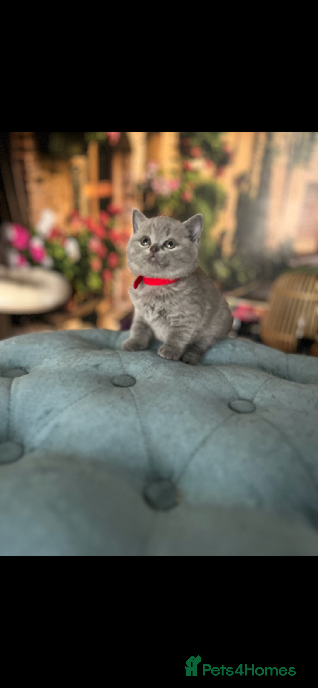 British Shorthair cats for sale: Beautiful British shorthair kittens 🐱 🥰 - Advert 3