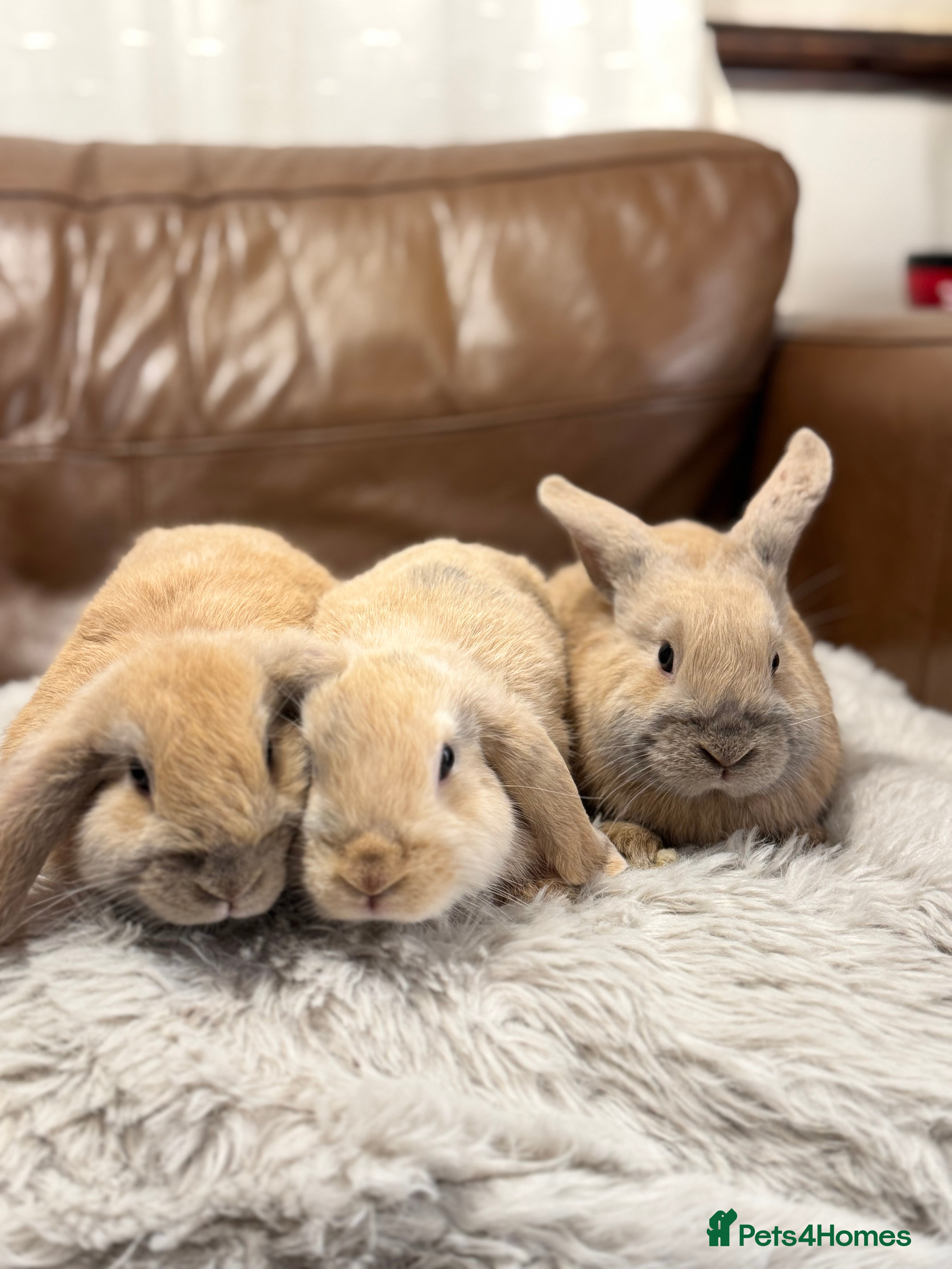 Dwarf Lop rabbits Baby rabbits - Advert 1