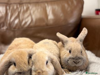 Dwarf Lop rabbits Baby rabbits - Advert 1