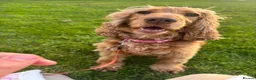 Cocker Spaniel dogs for sale: Show - Type girl and boy  in Hinckley - Advert 5