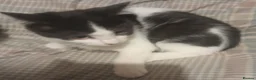 British Shorthair cats for sale: British Shrthair cross kittens - Advert 9