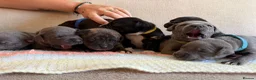 Staffordshire Bull Terrier dogs for sale: Gorgeous staffordshire bull terrier puppies - Advert 6