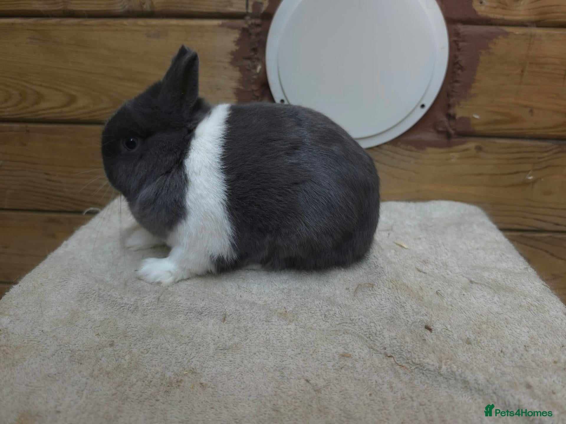 Netherland Dwarf rabbits for sale: Netherland dwarfs  - Advert 8