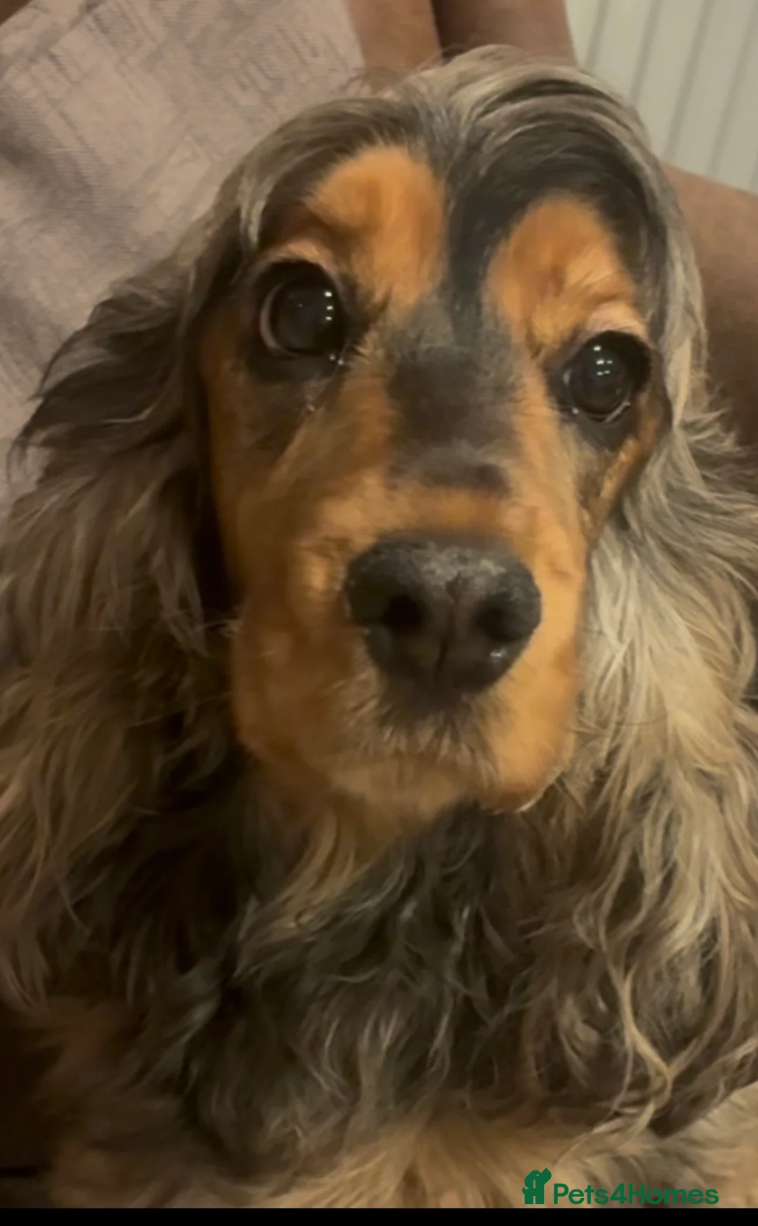 Cocker Spaniel dogs for sale: **STUNNING KC REG, SHOWTYPE SABLE COCKER SPANIELS in Canvey Island - Advert 2