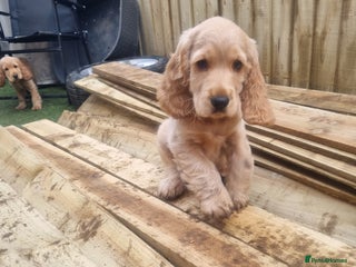 Cocker Spaniel dogs 1 boy show type cocker spaniel puppy left!!! - Advert 1